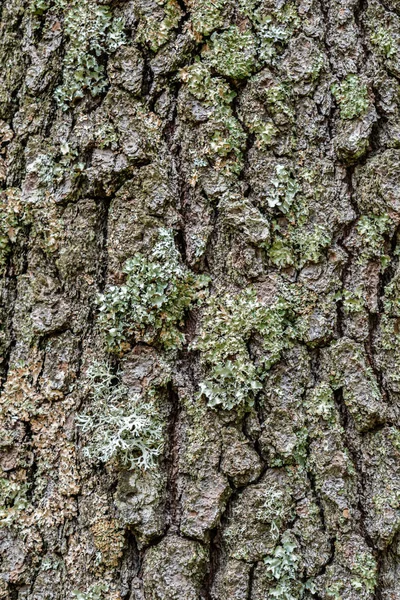 Texture Bark Wood Use Natural Background Rough Textured Knot Tree — Stock Photo, Image