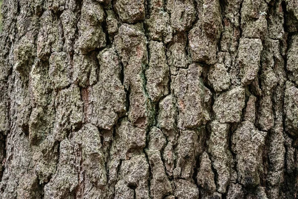 树皮木材的纹理用作天然背景 树干特写上粗糙的纹理结 — 图库照片