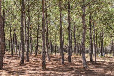 Güneşli bir günde orman manzarasında ağaçlar. Yaz günlerinde orman manzarası