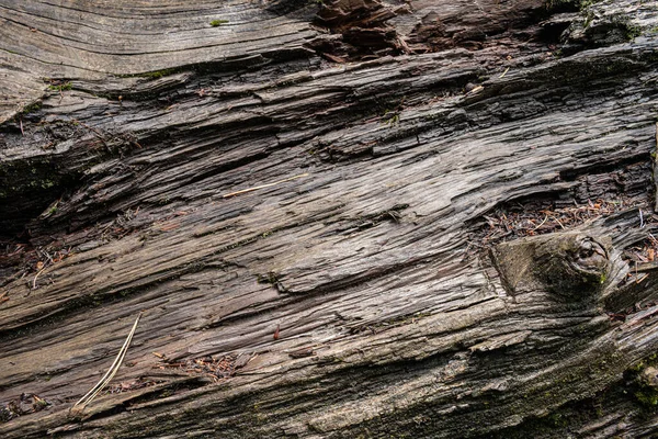 褐色树皮的柔软质感 树皮木材的结构 用作天然背景 — 图库照片
