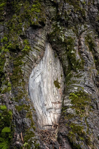 粗糙的深色木材树皮质地 有深深的裂缝和绿色苔藓 风化木树皮背景 — 图库照片