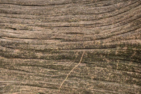 Embossed Texture Brown Bark Texture Bark Wood Use Natural Background — Stock Photo, Image