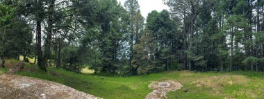 El Conejo, Perote, Veracruz, Meksika 'da, bulutlu bir günde çam ağaçları ve bir tarlası olan orman manzarası