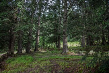 El Conejo, Perote, Veracruz, Meksika 'da, bulutlu bir günde çam ağaçları ve bir tarlası olan orman manzarası