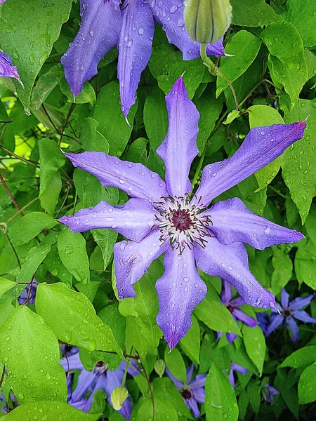 Six-petalled pink clematis flower among the delicate green foliage.