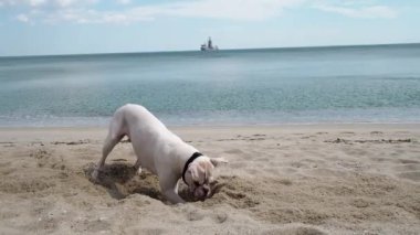 Komik köpek bir bütün kum kazma