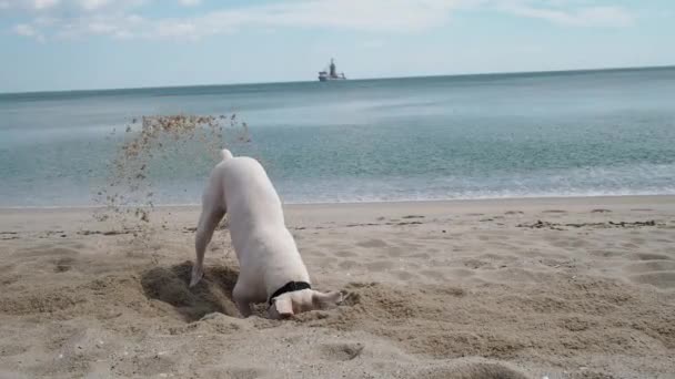 Divertido perro cavando un todo en la arena — Vídeo de stock