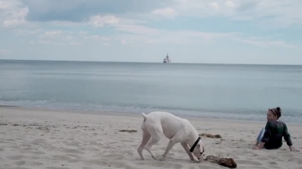 Biały bokser pies gra z kijem na plaży w pobliżu jego właściciela — Wideo stockowe