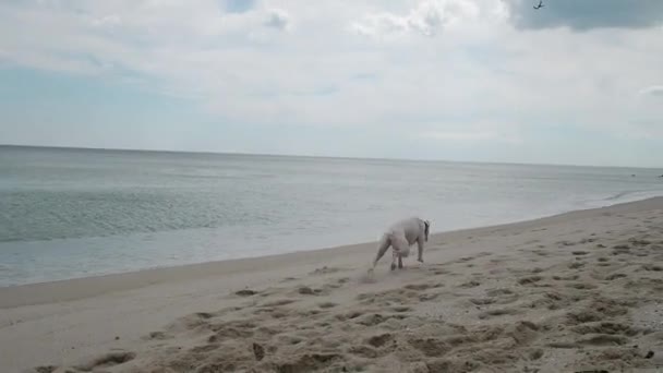 Jovem brincando com seu cão na praia — Vídeo de Stock
