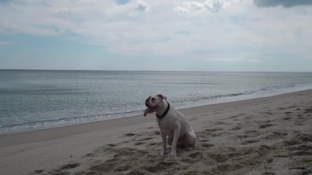 Молодой человек играл со своей собакой на пляже. — стоковое видео