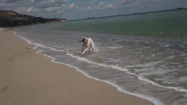 可爱的白色拳击手狗跑出水对相机用棍子在它的嘴里 海滩上的乐趣 慢动作 — 图库视频影像