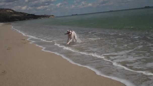 Schattige Witte Boxer Hond Met Een Stok Zijn Bek Uit — Stockvideo