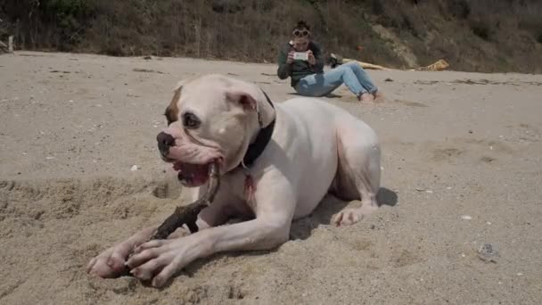 Chien boxeur blanc mâchant un bâton sur la plage à proximité de son propriétaire — Video