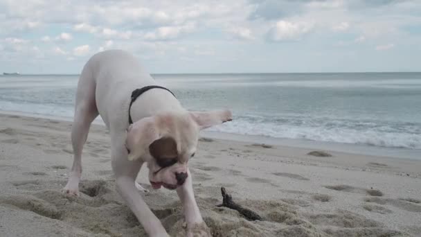 Lustiger Hund, der ein Loch in den Sand gräbt — Stockvideo