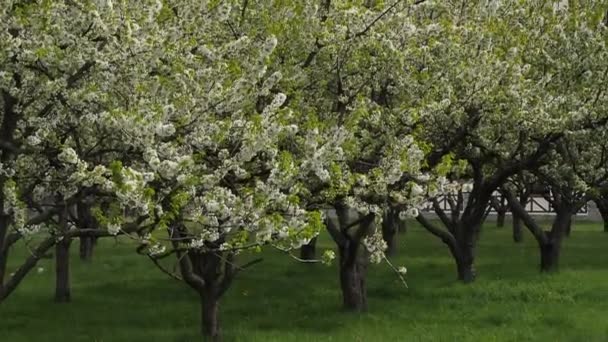 Piękny budynek, ukryte za kwitnienie wiśni — Wideo stockowe