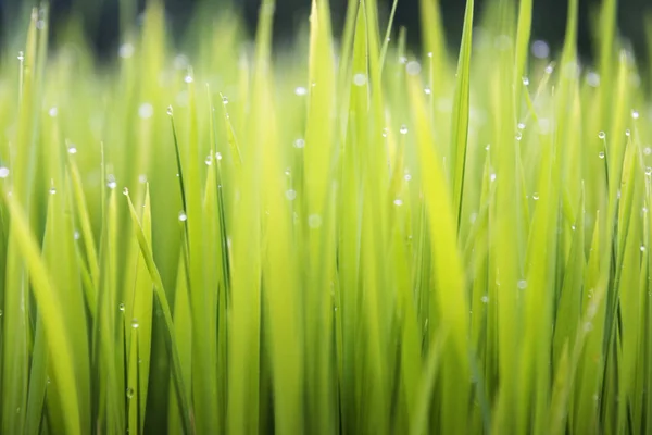 Textured green grass background