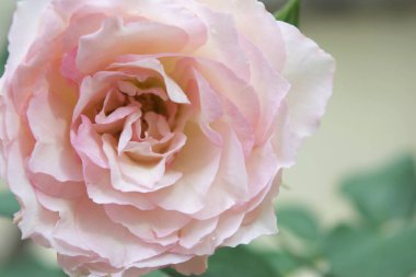 bir bitki tek pembe gül