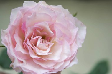 bir bitki tek pembe gül