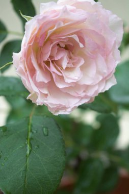 bir bitki tek pembe gül