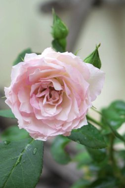 bir bitki tek pembe gül