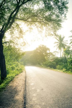 yeşil ağaçların arasından güneş parlıyor