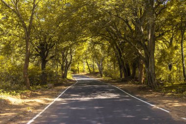 Orman yoluyla ülkenin karayolu