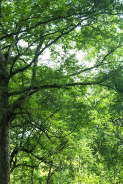 Yeşil ağaç arka plan manzara