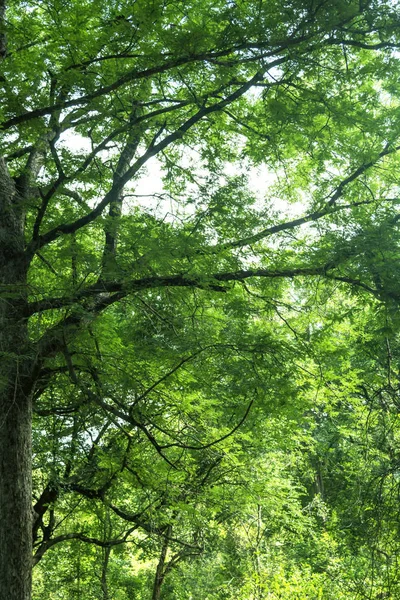 Yeşil ağaç arka plan manzara