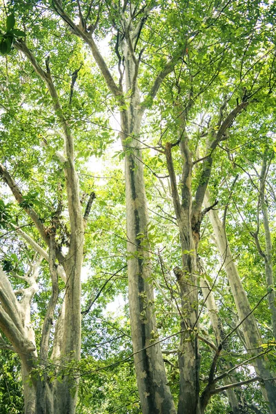 Sole Splende Attraverso Alberi Verdi — Foto Stock