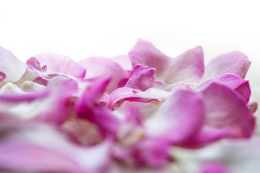 Pembe beyaz gül yaprakları