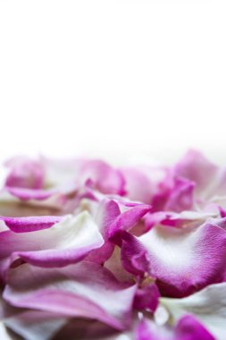 Pembe beyaz gül yaprakları