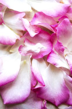 Pembe beyaz gül yaprakları