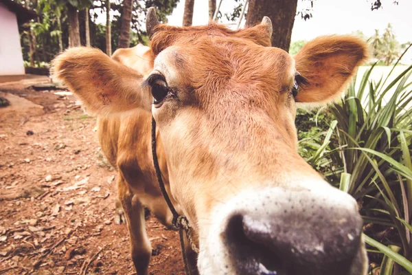 close up view of cow\'s head