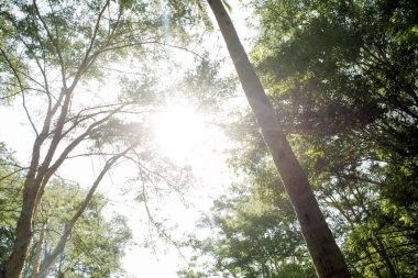 yeşil ağaçların arasından güneş parlıyor