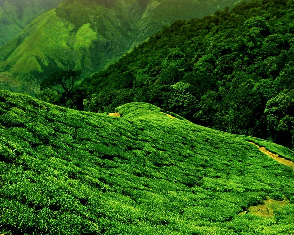 Çay Plantasyon Bir Tepe Üzerinde — Stok fotoğraf