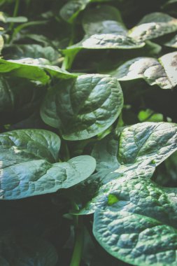 arka plan Malabar ıspanak yaprakları