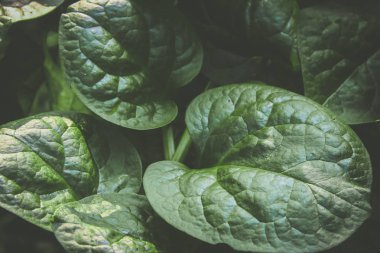 arka plan Malabar ıspanak yaprakları