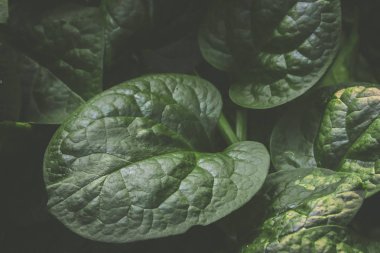 arka plan Malabar ıspanak yaprakları