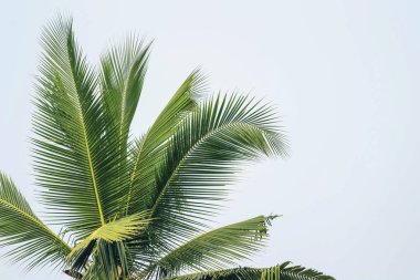 Tropik hindistan cevizi palmiyesi