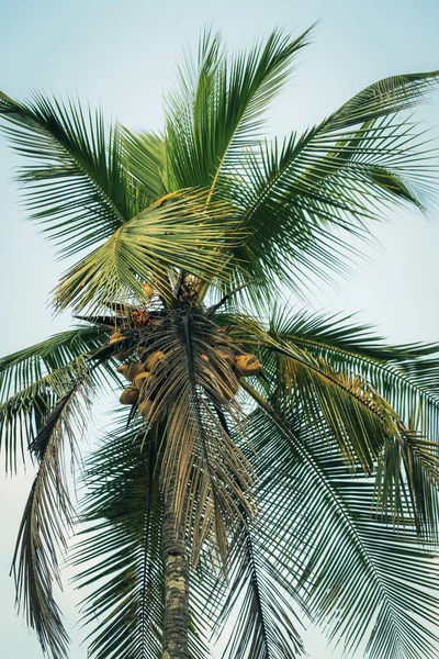热带椰子树 — 图库照片