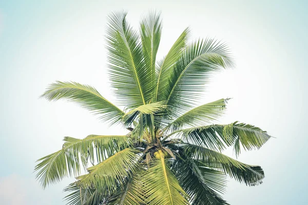 Tropické Kokosové Palmy — Stock fotografie