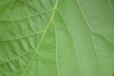 Yeşil yaprak dikişsiz doku. Yeşil'in yakın çekim arka planı. doğa kavramı.