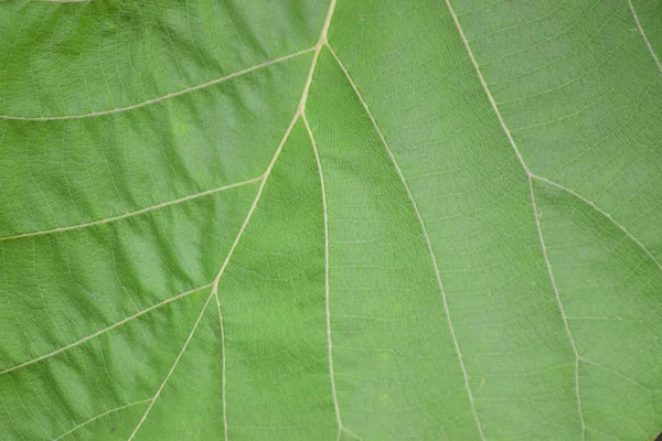 Yeşil Yaprak Dikişsiz Doku Yeşil Yakın Çekim Arka Planı Doğa — Stok fotoğraf