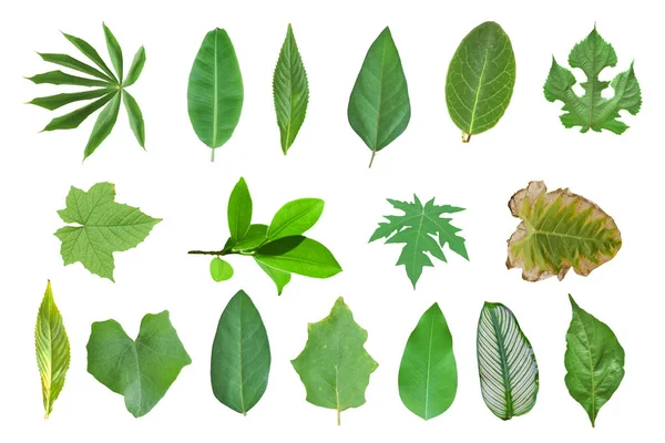 Collection Leaves Isolated White Background — Stock Photo, Image