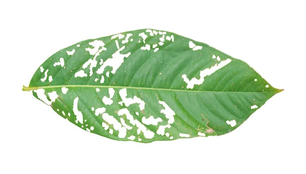 Beyaz Arka Plan Üzerinde Izole Delikli Yaprak Yeşil Yapraklar Solucanlar — Stok fotoğraf