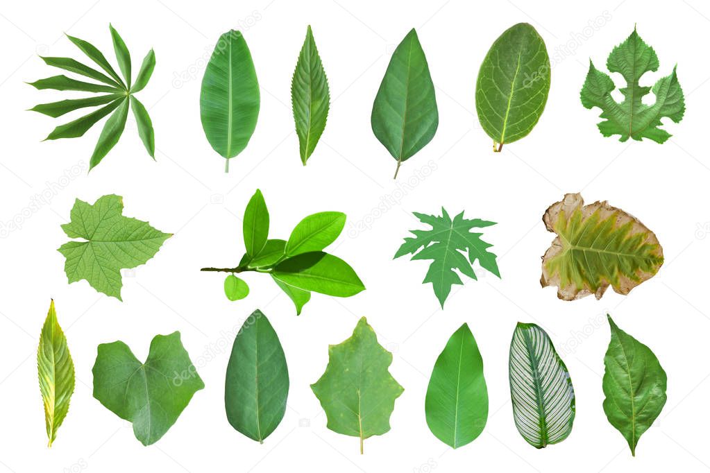 Collection of leaves isolated on a white background