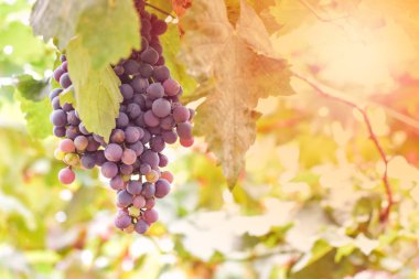 Sarmaşıkta olgunlaşmış üzüm demetleri