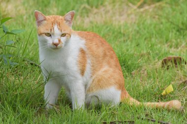 Yeşil çimenlerin üzerinde turuncu-beyaz renkli kedi.