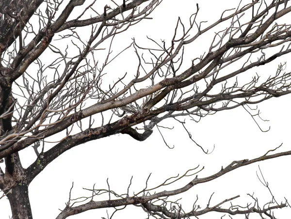 Branche Morte Sèche Isolée Sur Fond Blanc Objet Avec Chemin — Photo