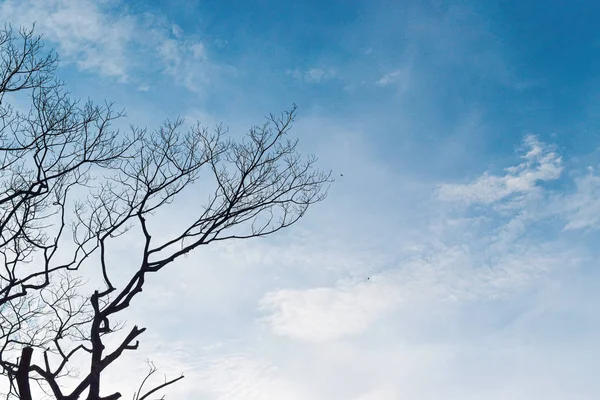 蓝天背景下枯死树枝的轮廓 — 图库照片